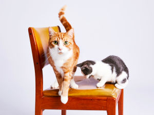 2 cats on a small chair