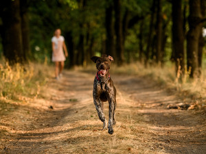 Brown dog with merle coat running towards the camera on a forest path with a woman standing in the fall distance calling out to him