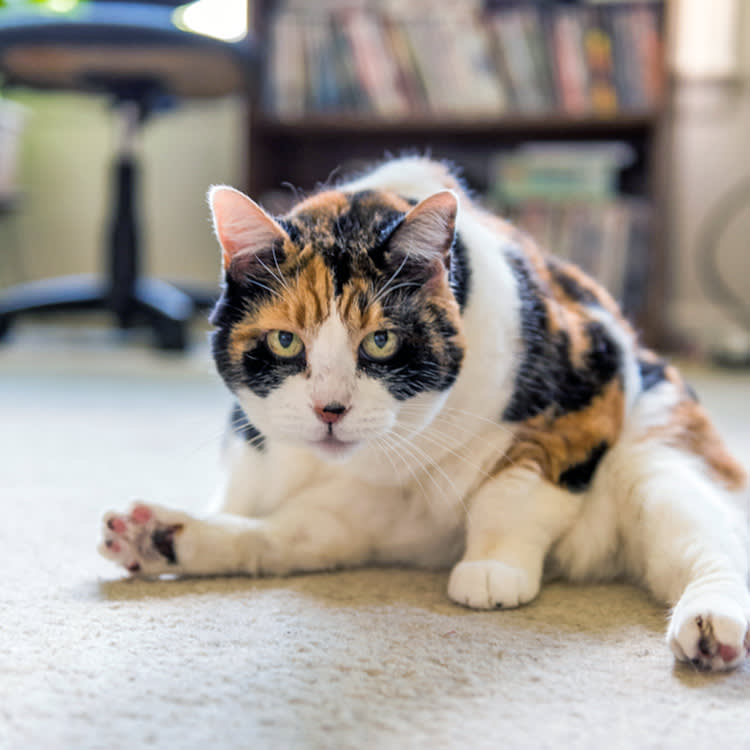 Funny cat sitting on the carpet at home.
