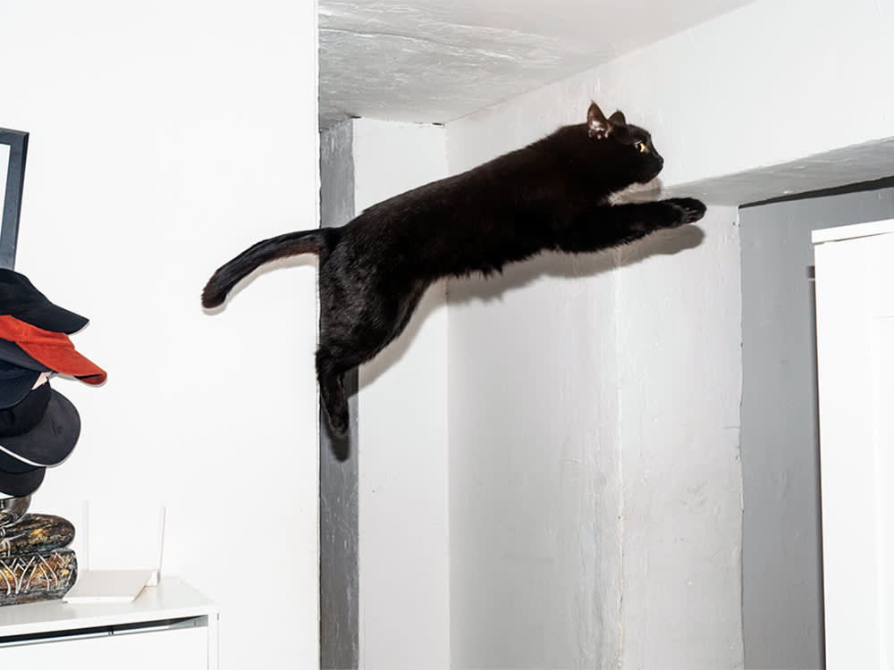 Black cat jumping from the table to the closet.
