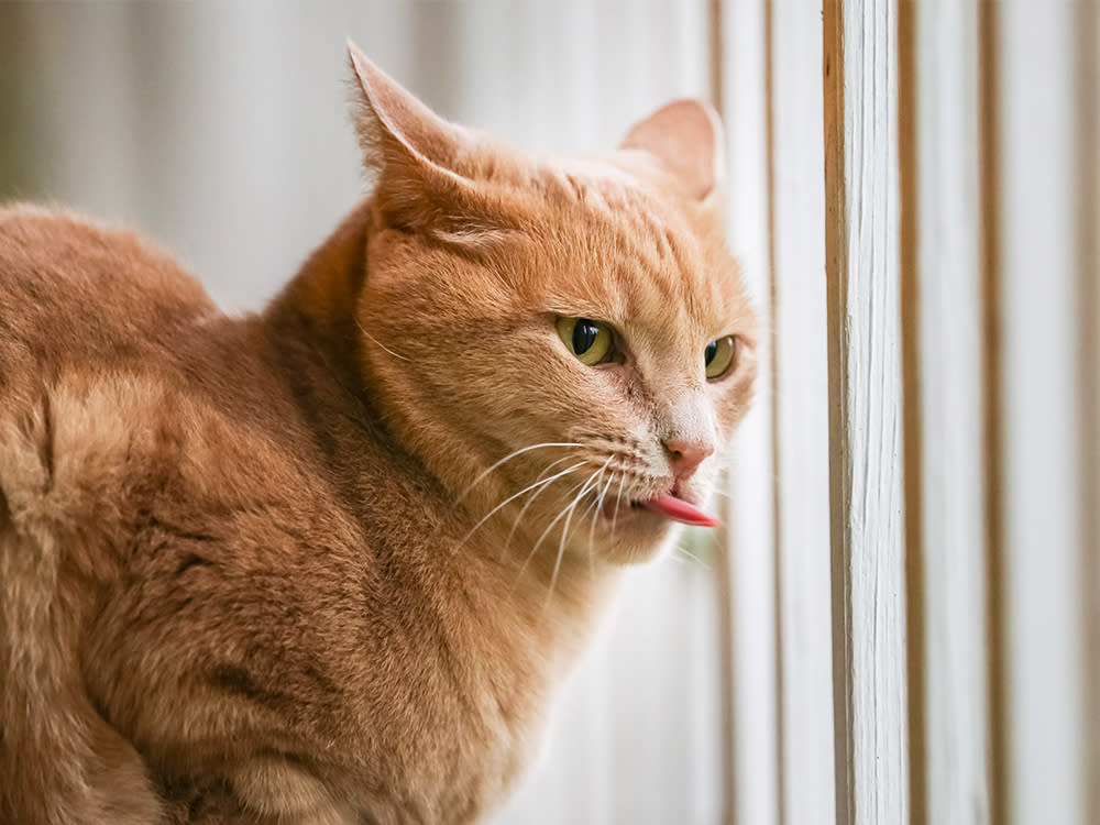 Cat sticking its tongue out in motion