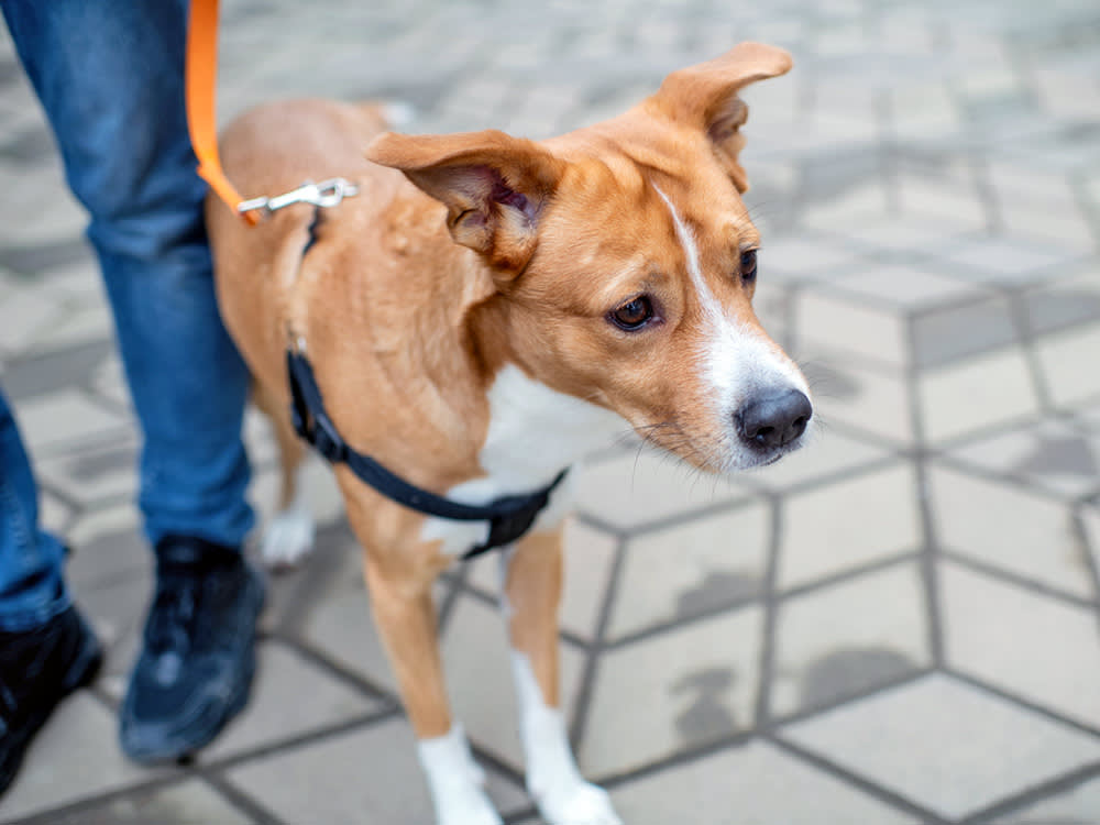 nervous-looking dog