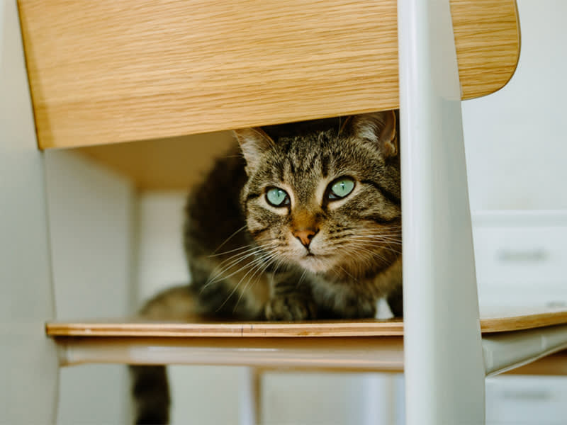 10 Tips for Cat-Proofing Your House · The Wildest