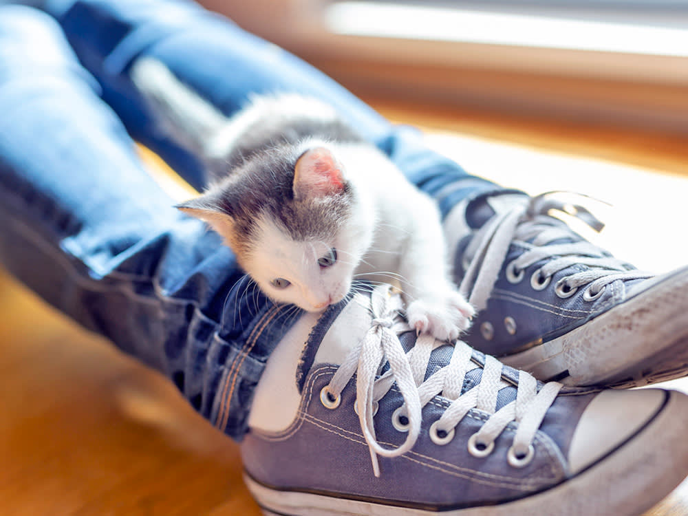 Cat biting at person's ankles at home.