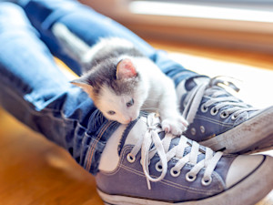 Cat biting at person's ankles at home.