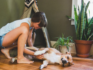 Woman Scratches Her Dogs Belly On The Floor with Snake Plant in the corner.