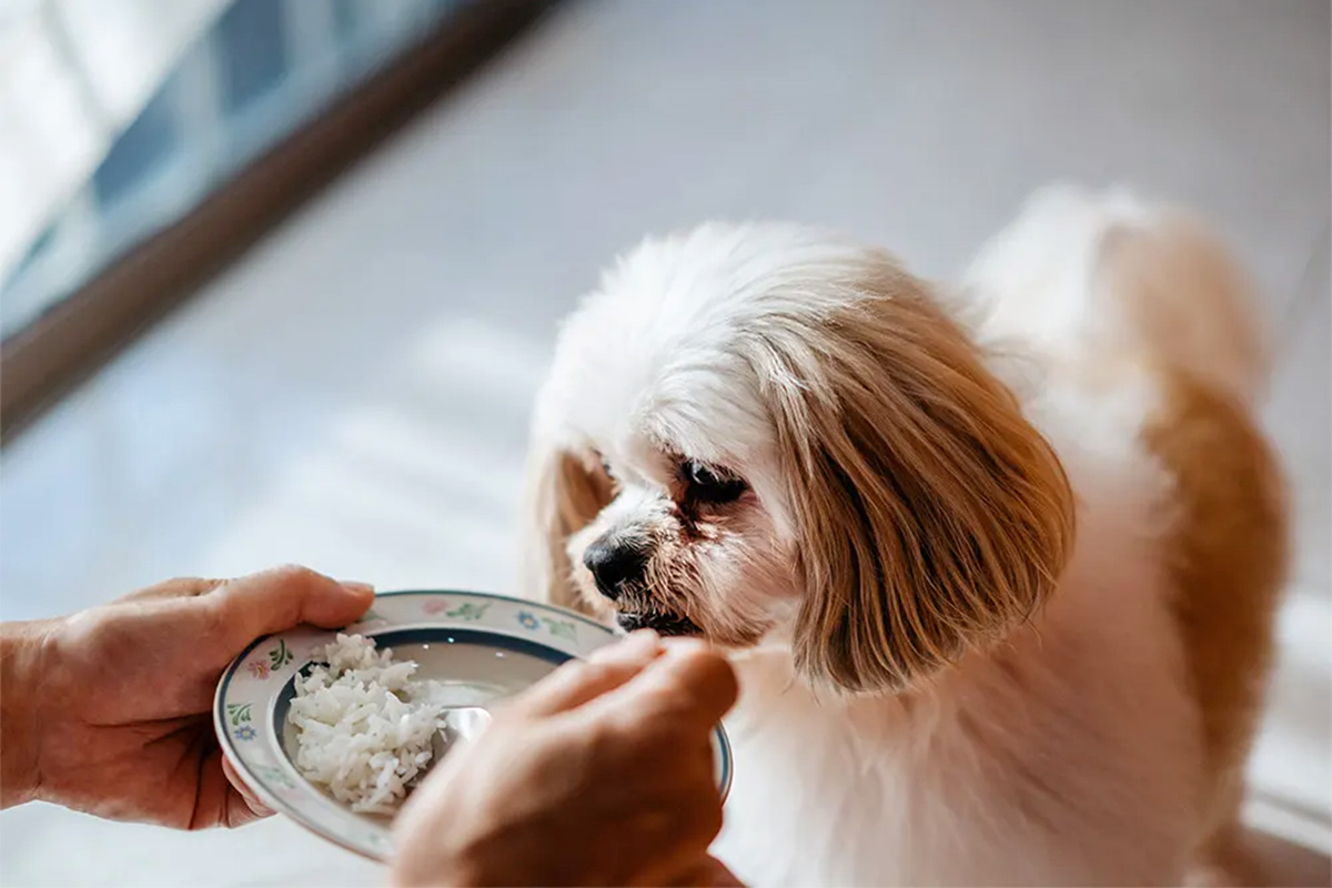 dog eating rice