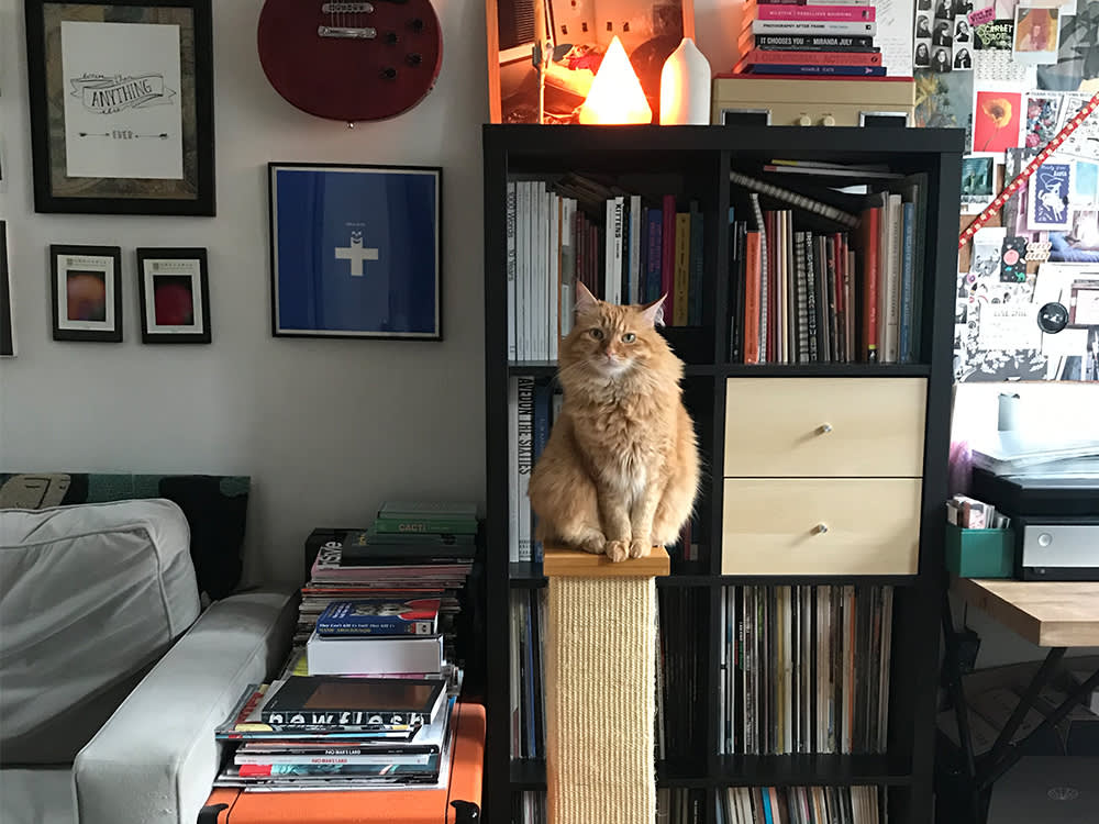 Bridget Badore's orange cat, Queso