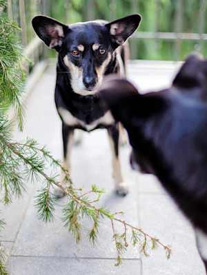 Two dogs staring at each other outside.