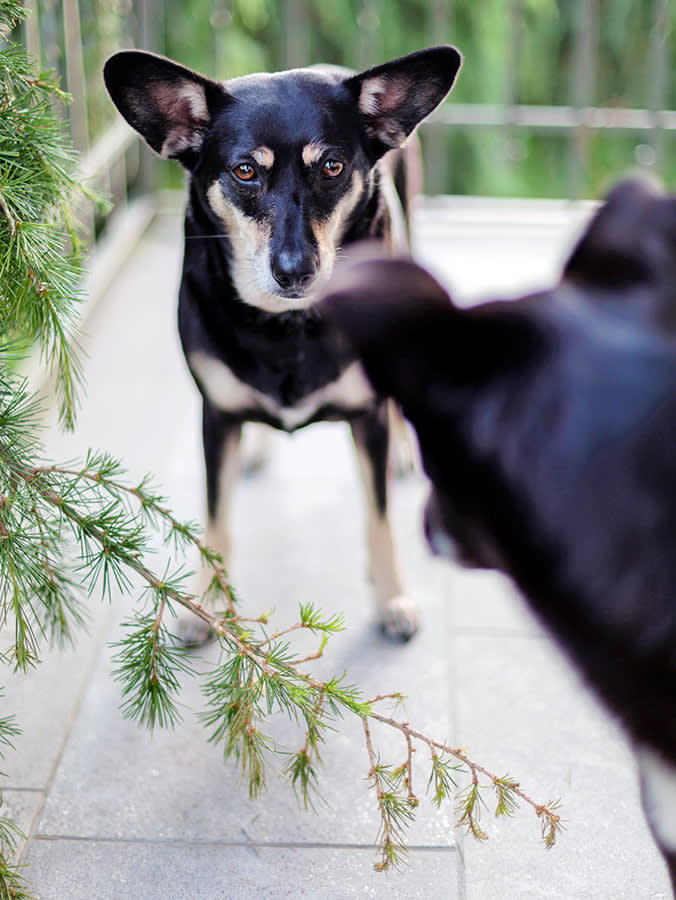 Two dogs staring at each other outside.