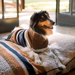 An Afghan hound mixed breed dog wearing a stripe sweater sitting on a matching stripes sherpa dog bed in a living room with the doors open to outside