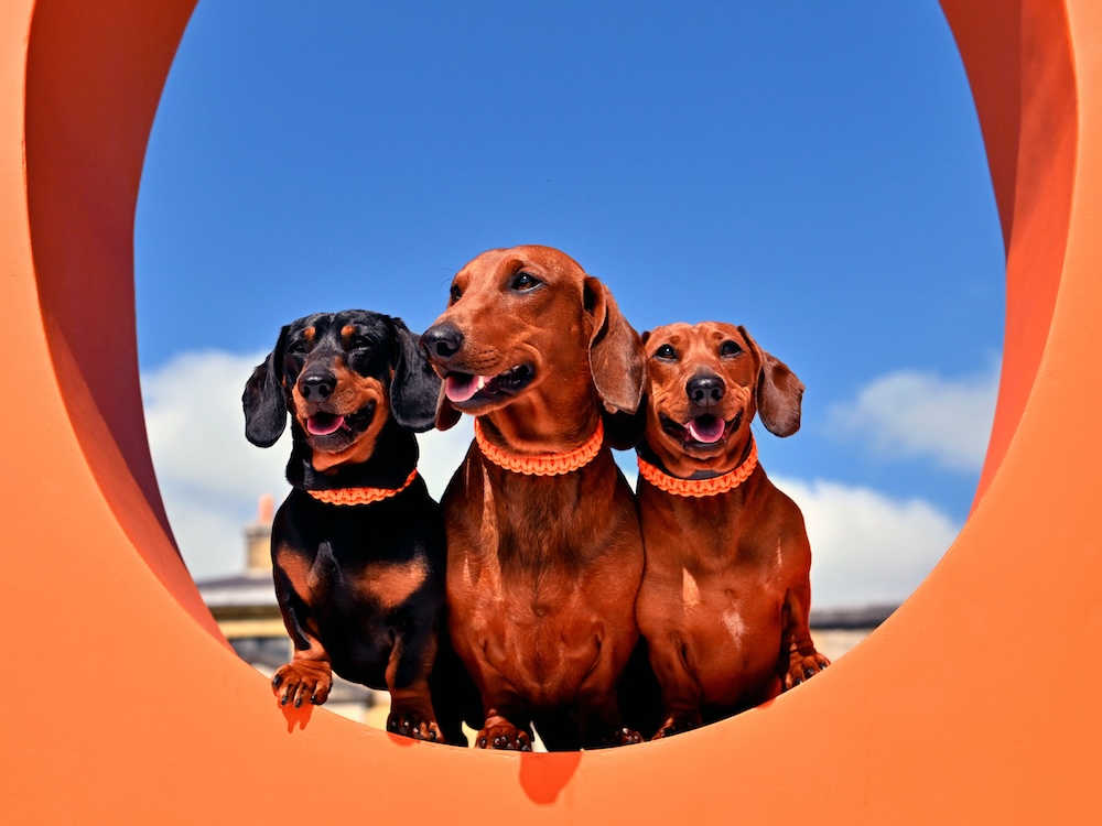 three dachshunds pose against a blue sky in an orange circle