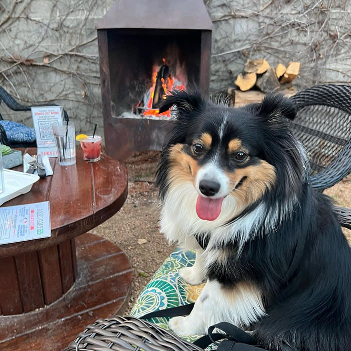 a black, white, and brown dog on a chair by the fire at Rodeo Goat