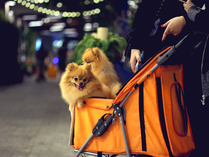 Two Pomeranian dogs in an orange stroller in the city