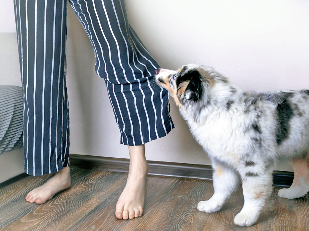 Dog pulling on someone's pants for attention.