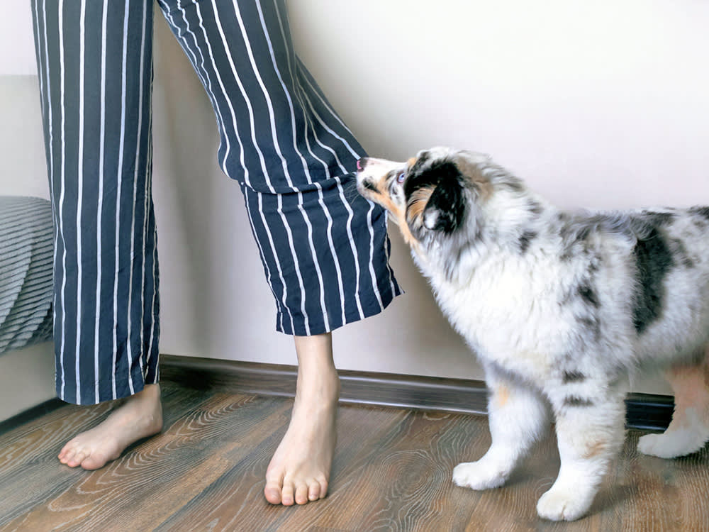 Dog pulling on someone's pants for attention.