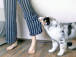 Dog pulling on someone's pants for attention.