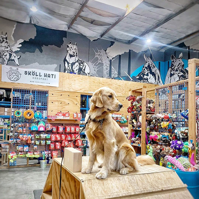 Golden Retriever poses at Blue Collar Working Dog 