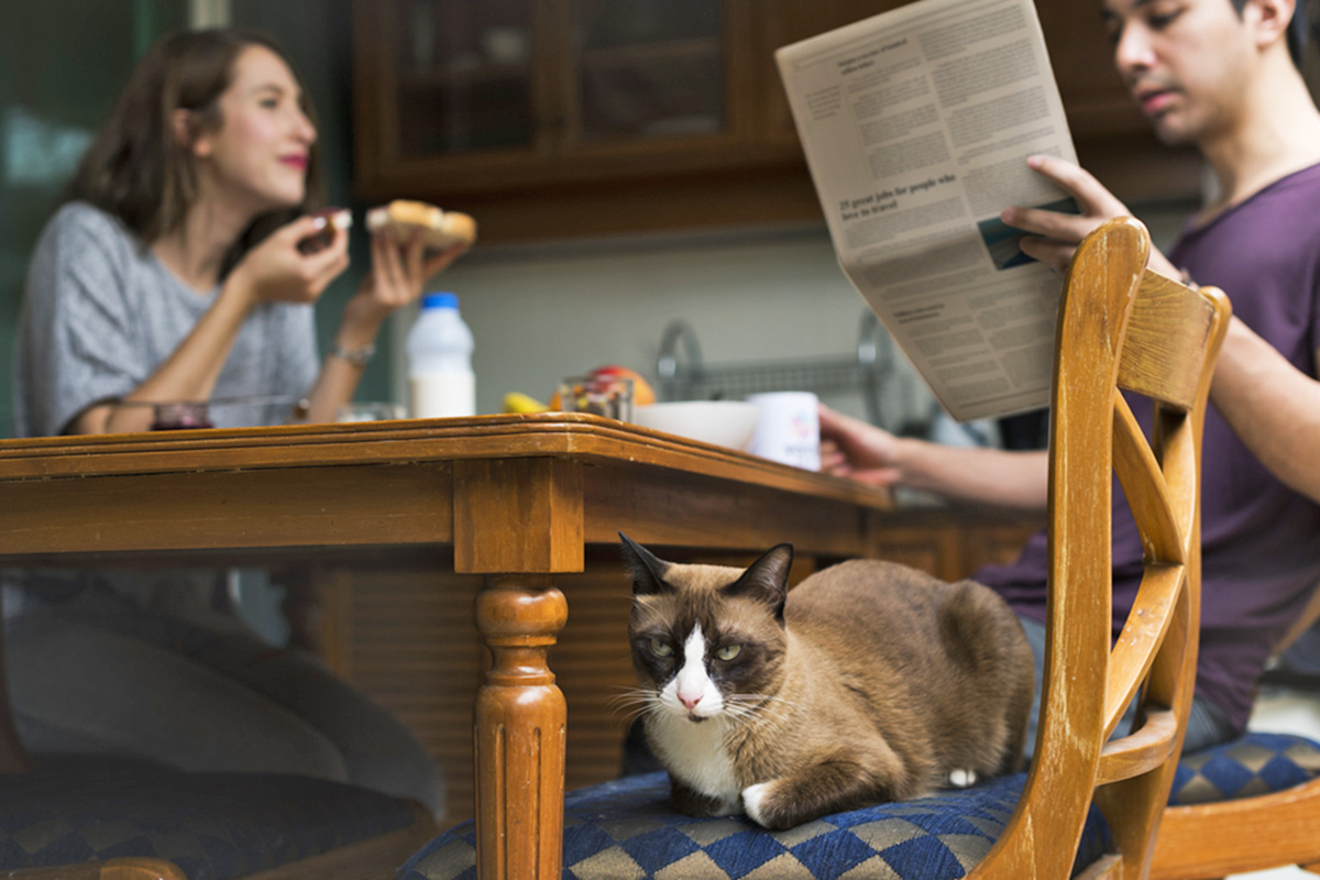 Cat with two people eating