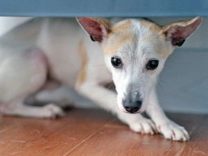 Dog hiding scared under the furniture at home.