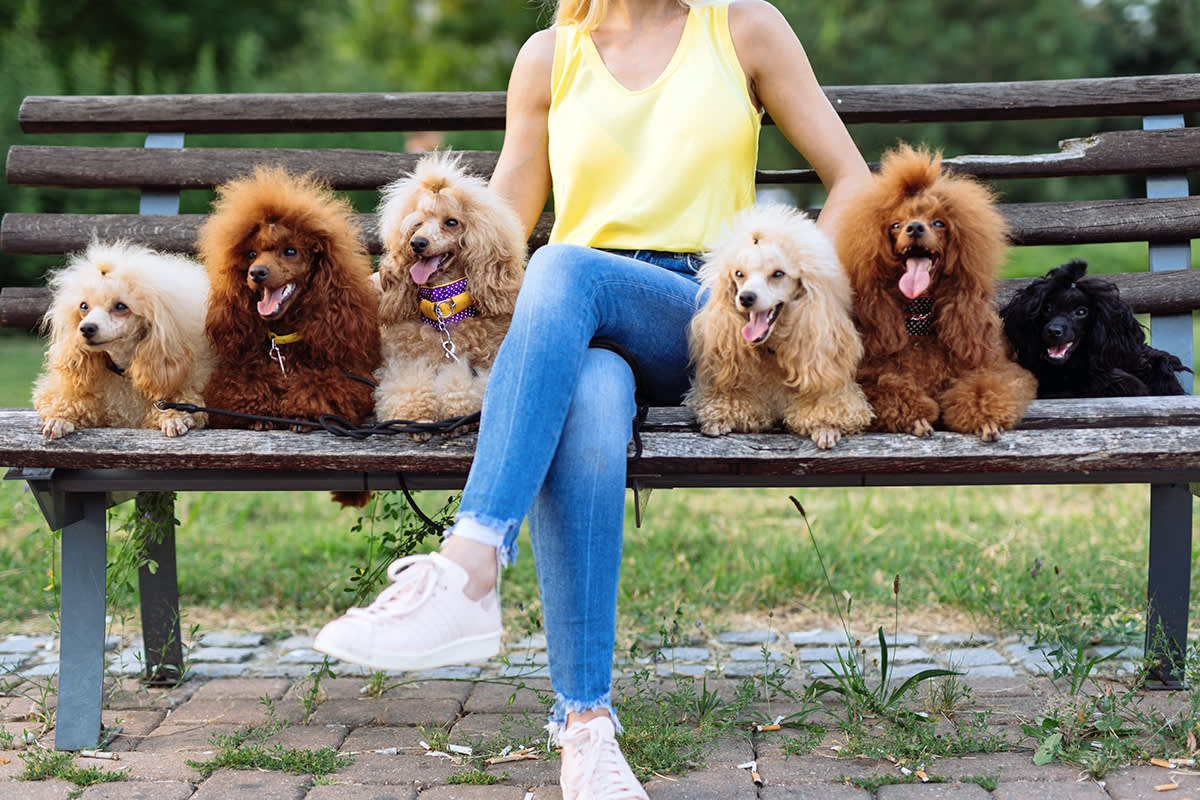 Poodles on a bench