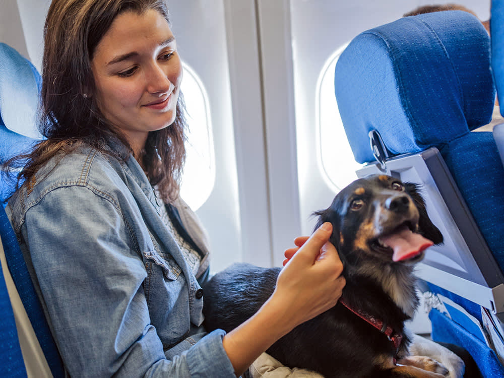 Woman on plane with her small black dog.