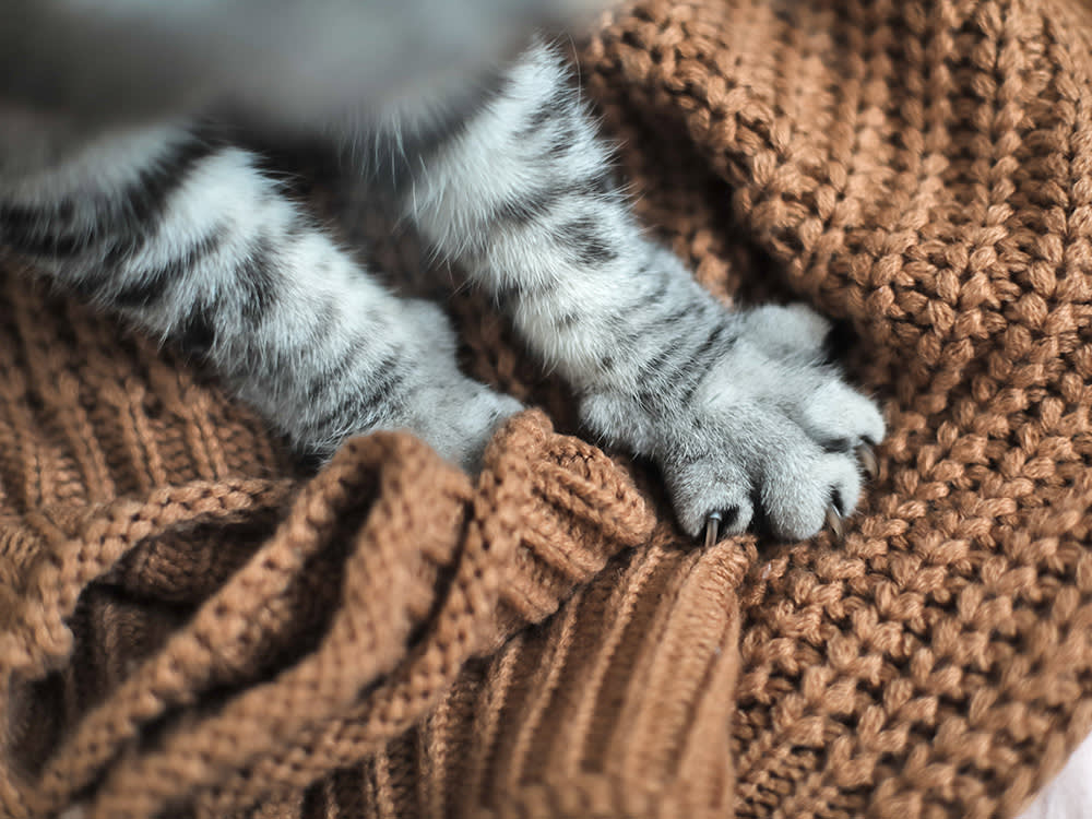 cat paws kneading a brown blanket