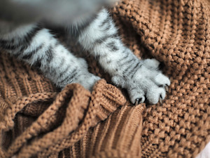 cat paws kneading a brown blanket