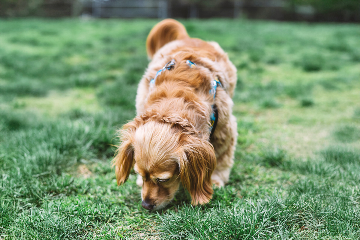 Dog sniffing ground