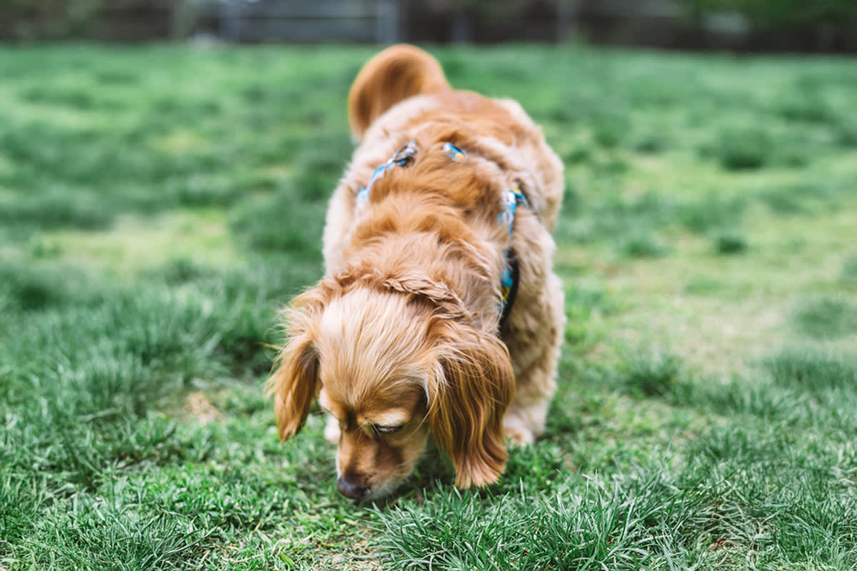 Dog sniffing ground