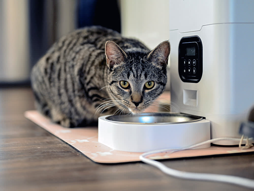 Cat sitting next to an automatic feeder.
