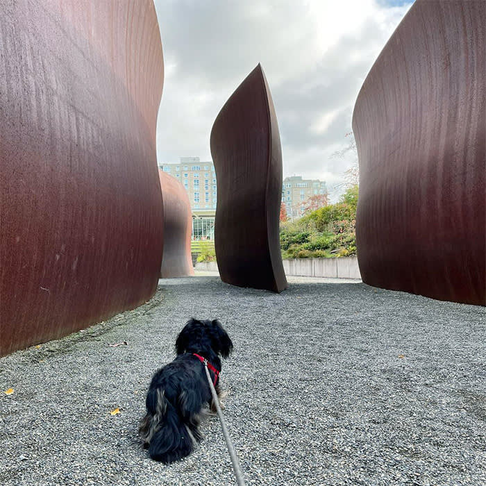 dog at Olympic Sculpture Park