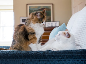 Two cats staring at each other at home.