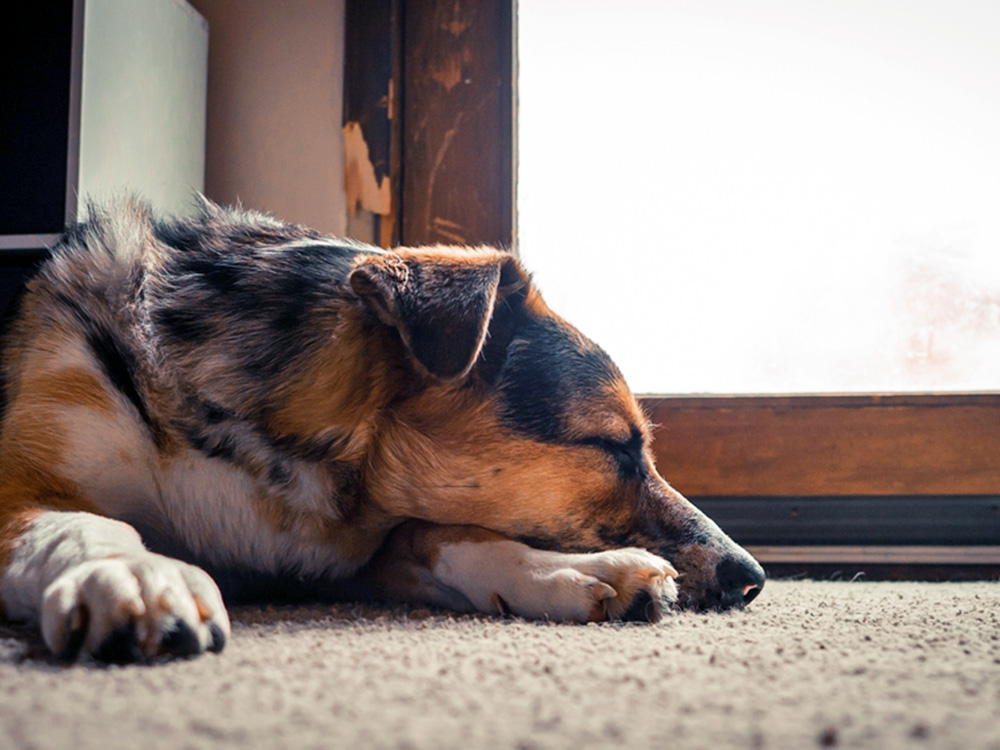 Dog sleeping near the door at home.