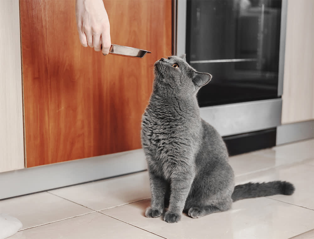 Cat Food 101: How to Pick the Right Food for Your Cat · The Wildest