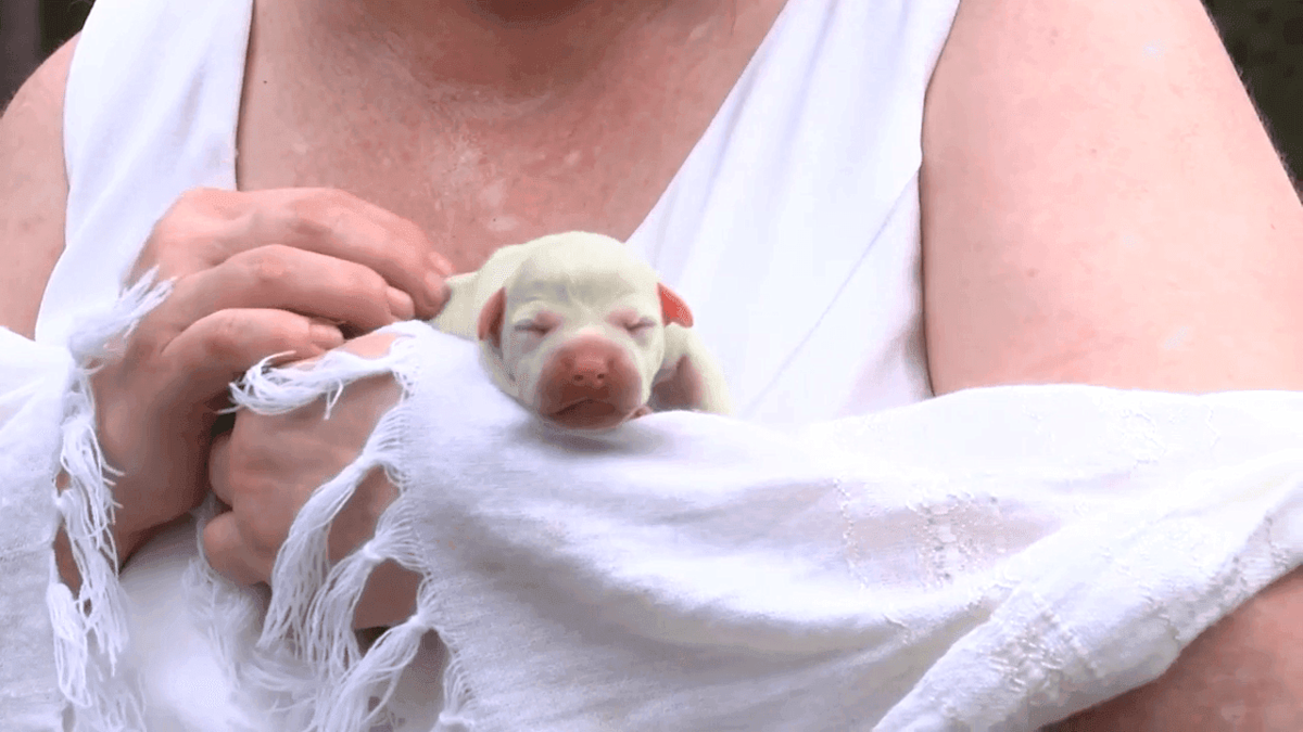 a green puppy named Fiona