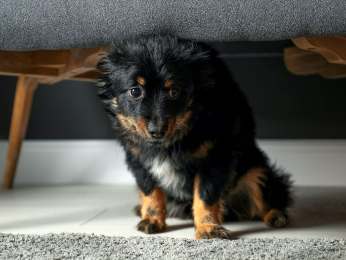 Puppy hides under the couch in fear
