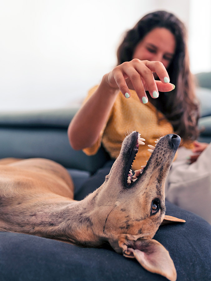 Dog on their back looking at human's hand above them 