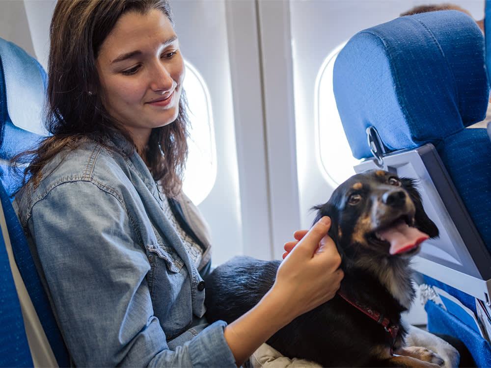 A woman sitting on a plane smiling at a dog on her lap. 