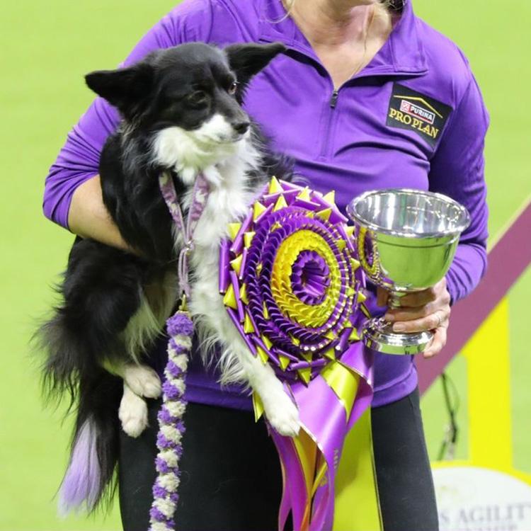 A MixedBreed Dog Won The Westminster Dog Show’s Agility Championship