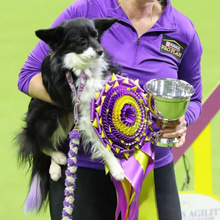 At 28.76 seconds, Nimble has made history! Nimble is the FIRST 12” winner to be named both Westminster Masters Agility Champion AND All-American Champion.