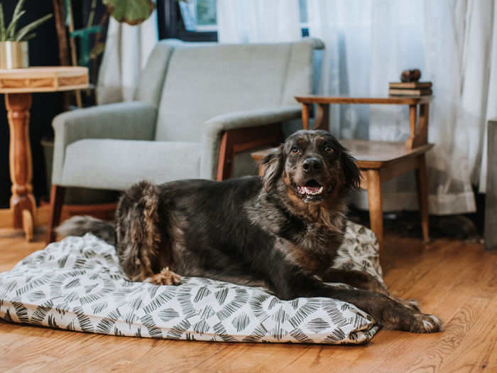 A dog sitting on a floor mat with a happy face. 
