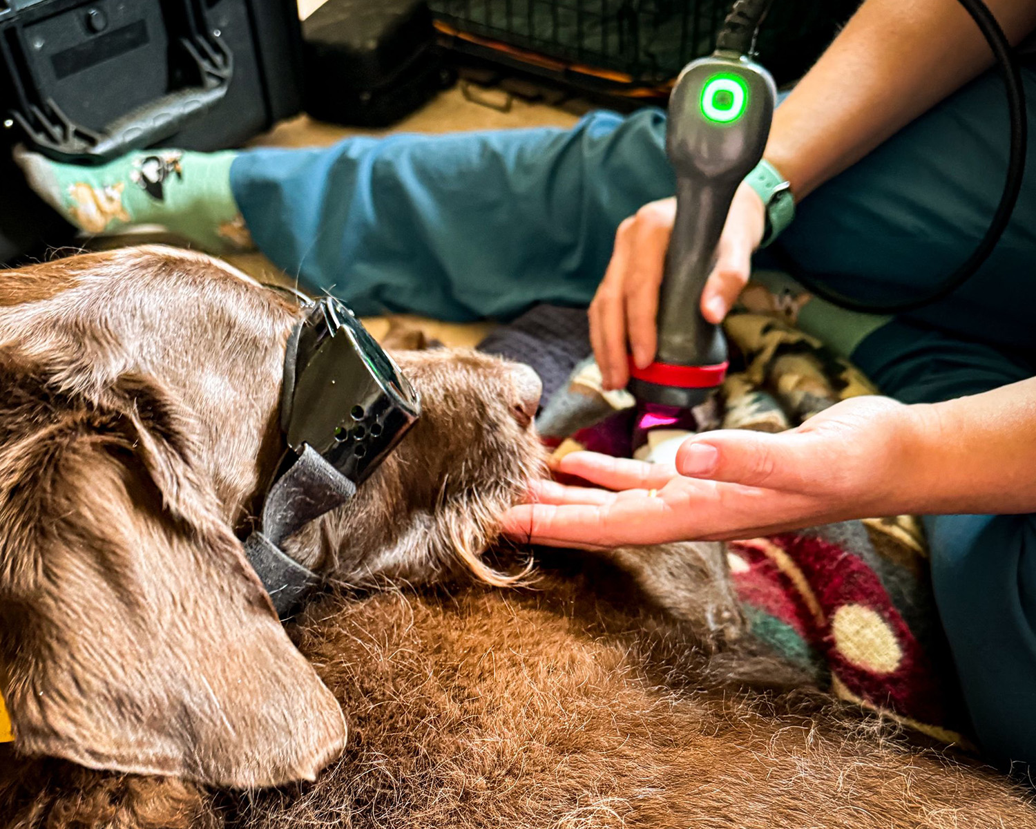 dog with goggles on getting red light therapy 