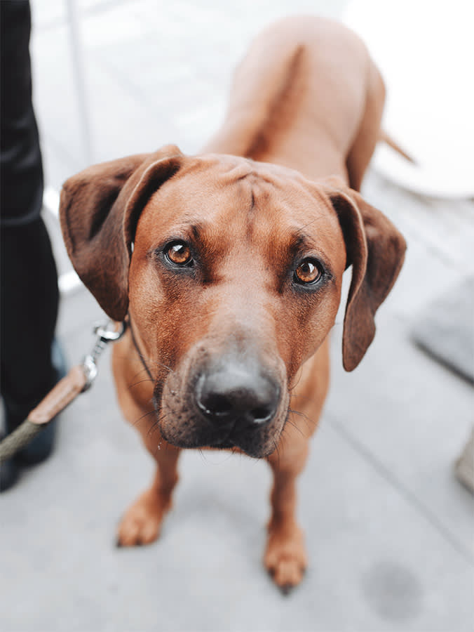 Sweet young brown labrador with brown eyes on a leash.
