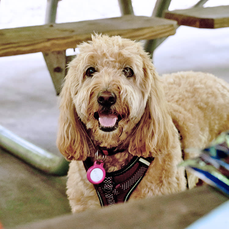Golden Doodle dog with Airtag collar.