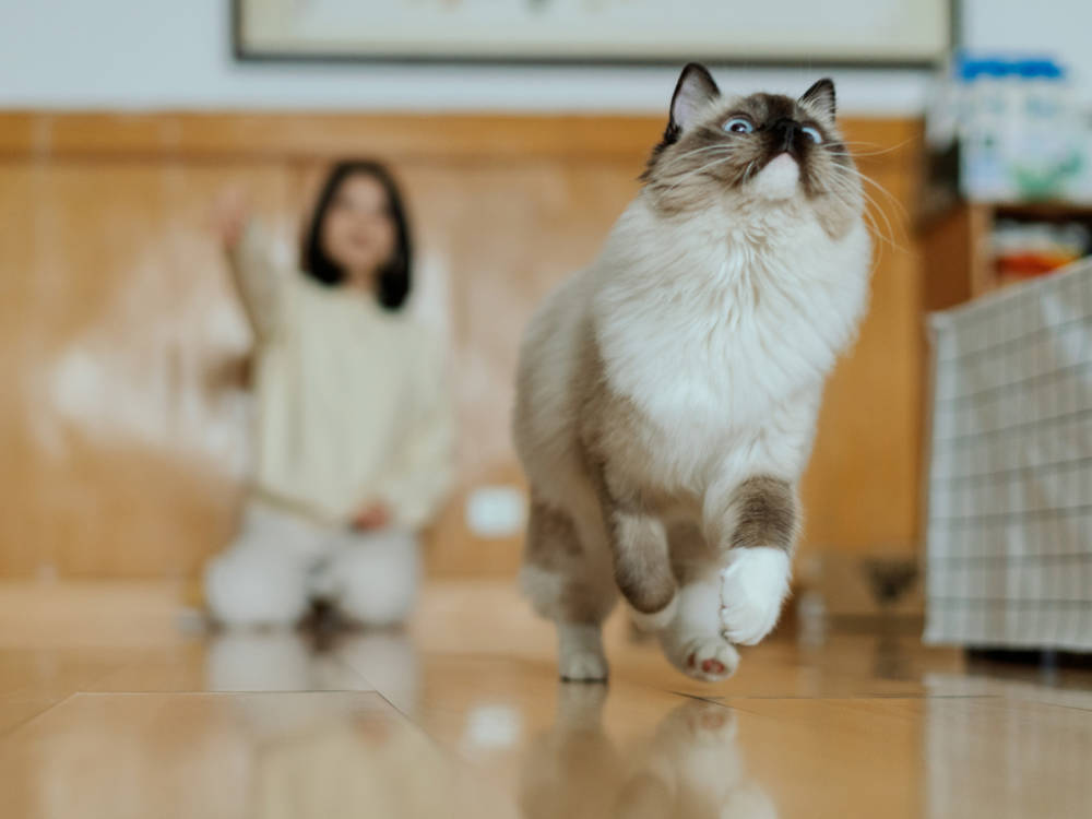 cat playing fetch