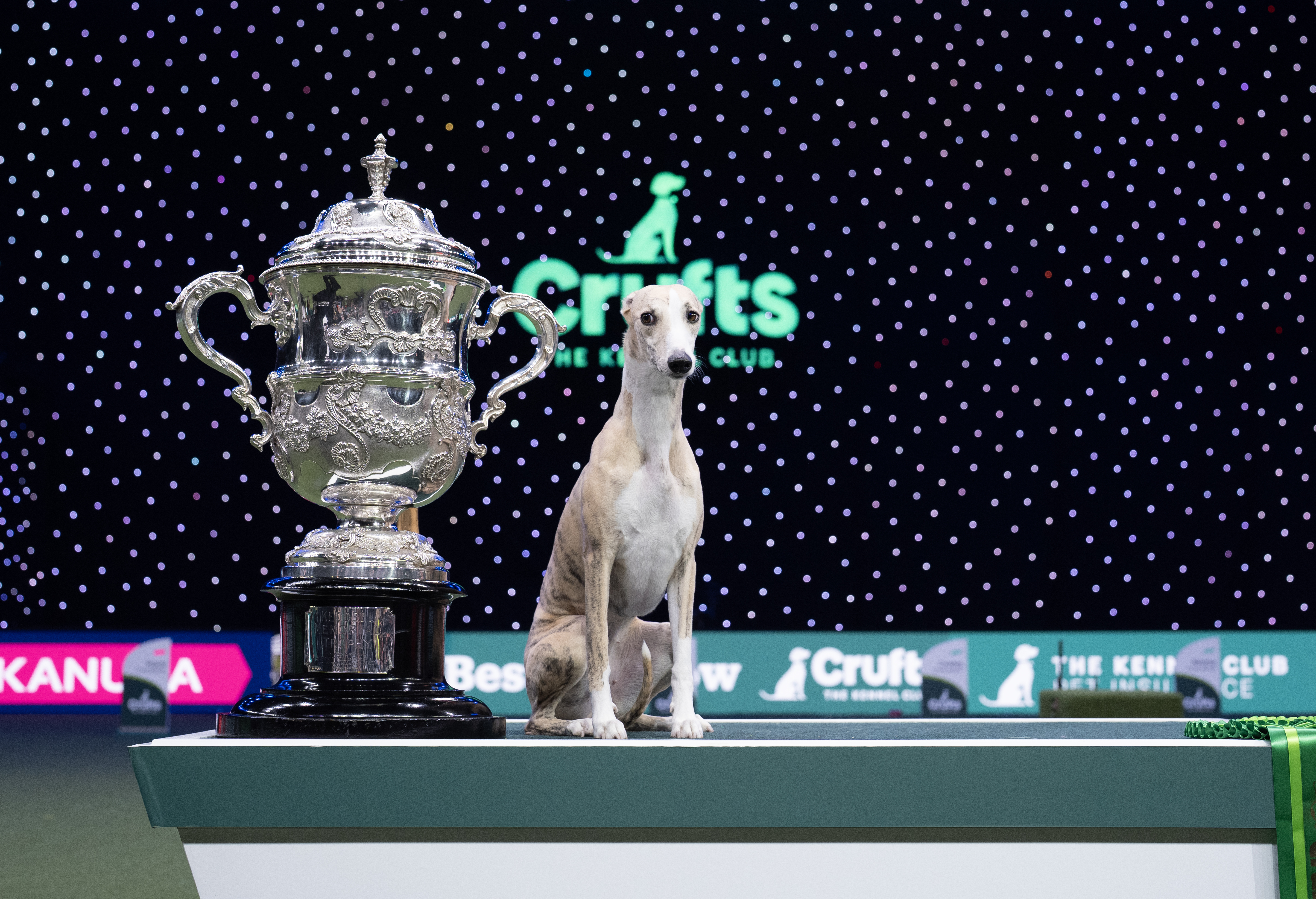 Crufts – Best in Show 2025 Miuccia the Whippet