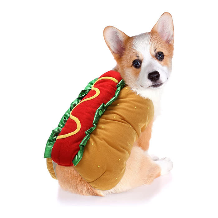 dog in a hot dog costume