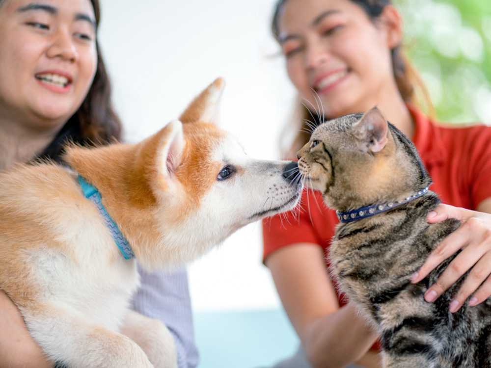 Two friends with their dog and cat outside.