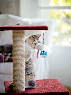 Cat playing with scratching post.